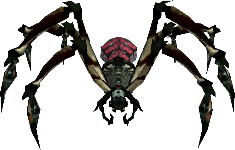 Marsh Spider