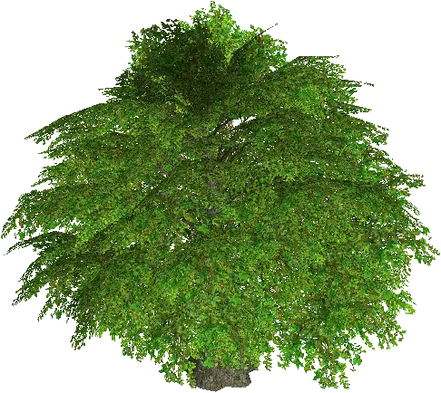 Fairy Tree of Star
